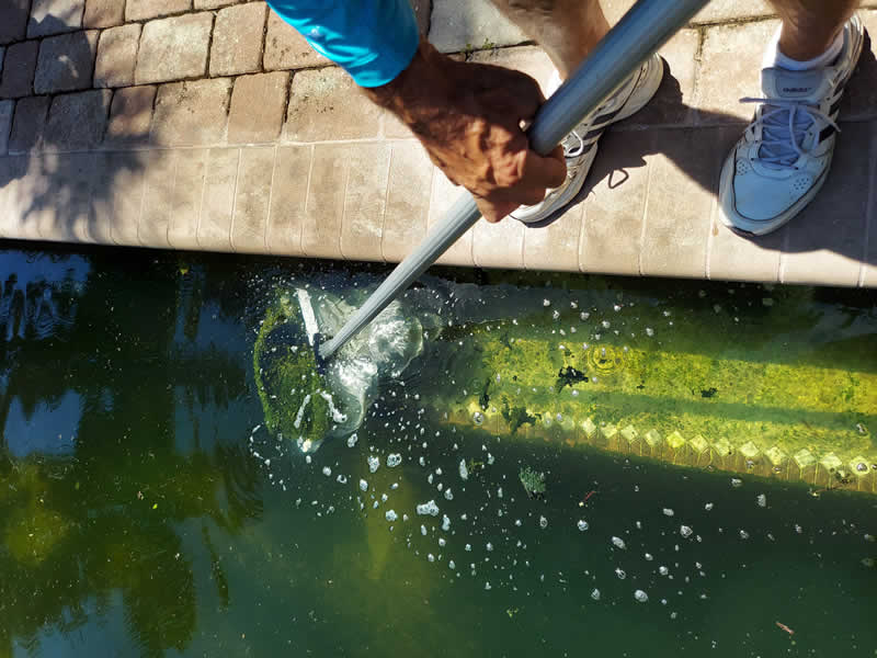 Nokomis Pool Before - Thick Algea